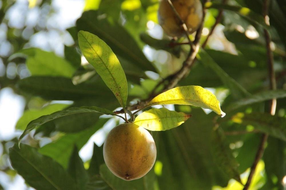 Plantation Villa كالوتارا المظهر الخارجي الصورة